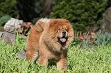 CHOW CHOW 641